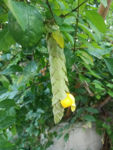 Gmelina philippensis