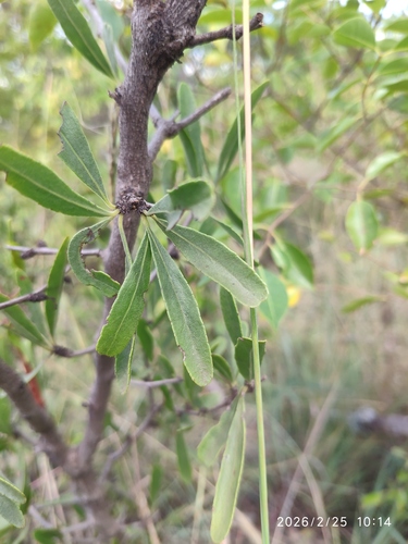 Bell Spikethorn (Gymnosporia tenuispina)