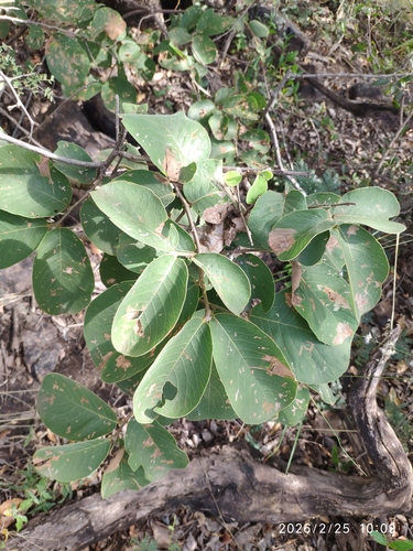 Velvet-Leaved Bridelia (Bridelia mollis)