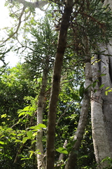 Euphorbia grandidens, photograph (c) Suvarna Parbhoo Mohan, some rights reserved (CC BY-SA)