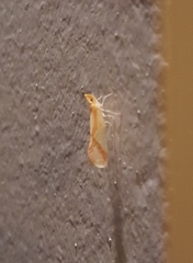 Otiocerus coquebertii