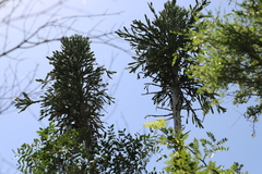 Euphorbia grandidens, photograph (c) Suvarna Parbhoo Mohan, some rights reserved (CC BY-SA)
