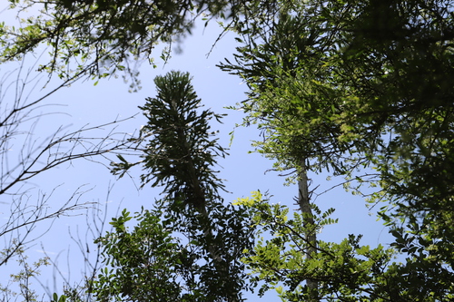 Euphorbia grandidens, photograph 3