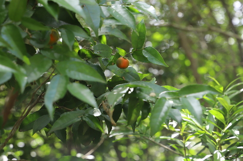 water ironplum (Drypetes arguta)