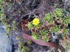 Haplopappus foliosus