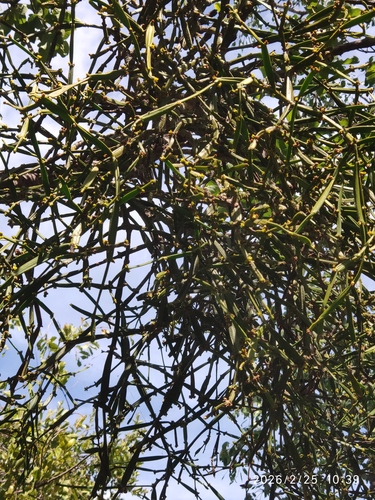 Bushwillow Mistletoe (Viscum combreticola)