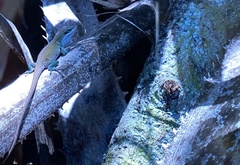 Anolis carolinensis
