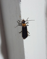 Podabrus flavicollis