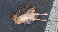 Crypturellus cinnamomeus