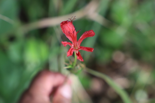Freesia grandiflora