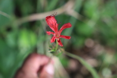 Freesia grandiflora