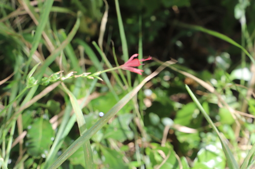Forest Kammetjie (Freesia grandiflora)