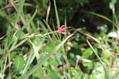 Freesia grandiflora, photograph (c) Suvarna Parbhoo Mohan, some rights reserved (CC BY-SA)