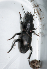 Secatophus australis