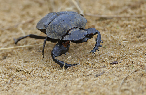 Popeye Dung Beetle