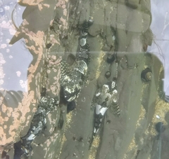 Clinocottus globiceps