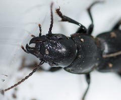 Secatophus australis