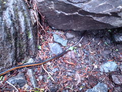 Gastrostomobdellidae