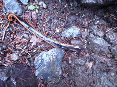 Gastrostomobdellidae