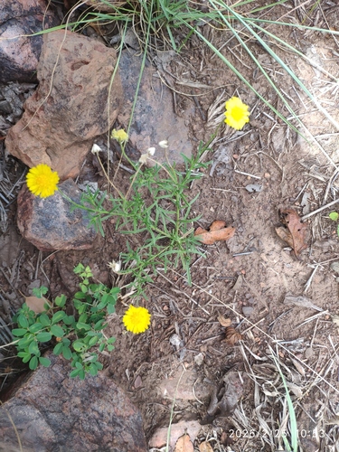 Yellow Felicia (Felicia mossamedensis)