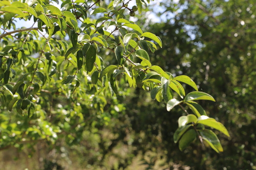 sand apricotvine (Landolphia kirkii)