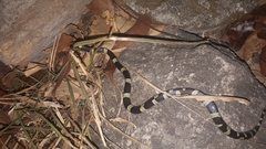 Leptodeira nigrofasciata