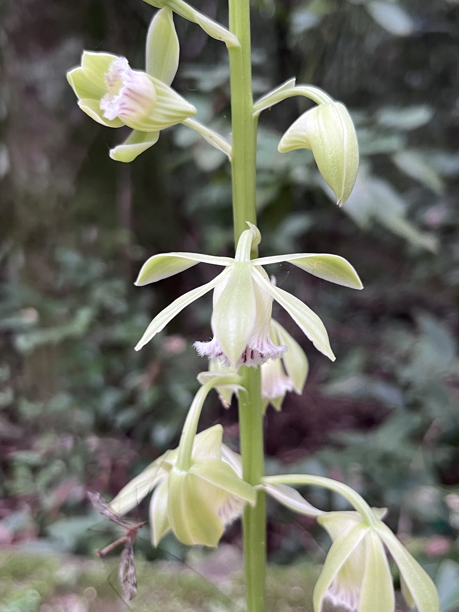 Galeandra beyrichii