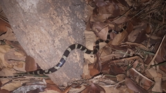 Leptodeira nigrofasciata