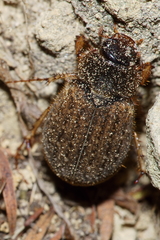 Odontria xanthosticta