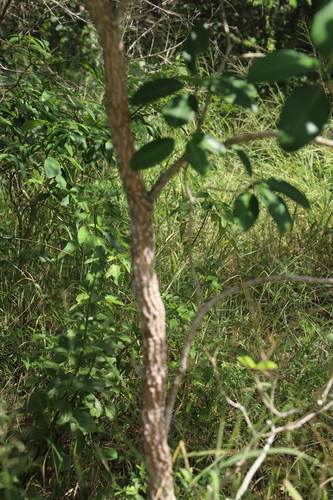 Tabernaemontana elegans, photograph 6