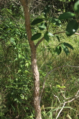 Tabernaemontana elegans, photograph (c) Suvarna Parbhoo Mohan, some rights reserved (CC BY-SA)
