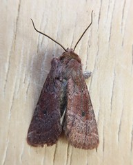 Protorthodes curtica