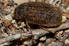 Odontria xanthosticta