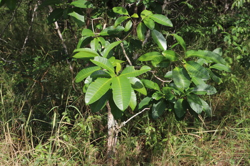 Tabernaemontana elegans, photograph 4