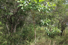 (c) Suvarna Parbhoo Mohan, some rights reserved (CC BY-SA) Tabernaemontana elegans, photograph (c) Suvarna Parbhoo Mohan, some rights reserved (CC BY-SA)