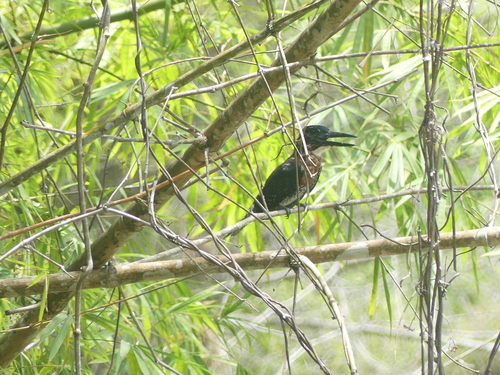 Giant Kingfisher