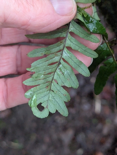 intermediate polypody (Polypodium interjectum)