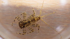 Maccaffertium mediopunctatum