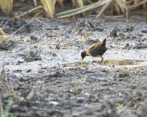 Black Crake