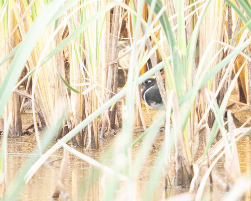Greater Painted-Snipe