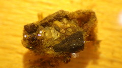 Glossosoma nigrior