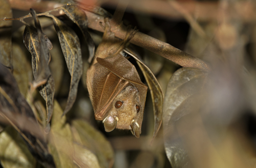 Peter's Dwarf Epauletted Fruit Bat