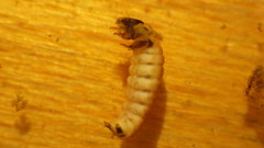 Glossosoma nigrior