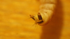Glossosoma nigrior
