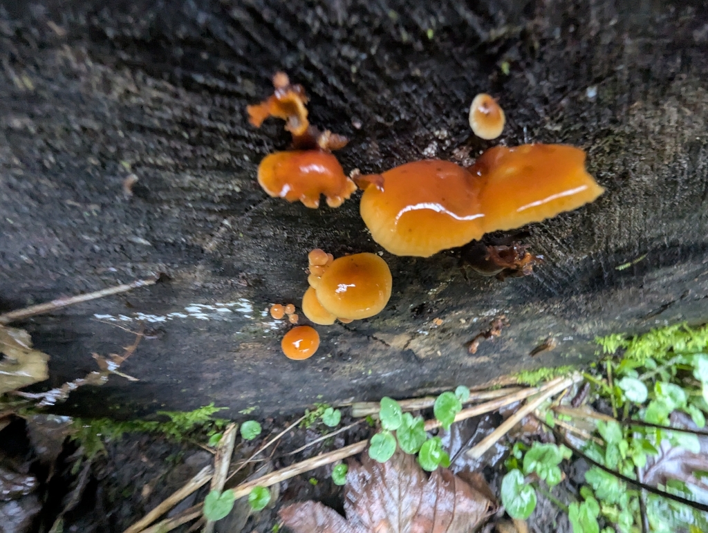 Flammulina · February 2026 · photo: © ohwhen (iNaturalist, cc-by)