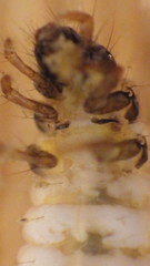Glossosoma nigrior
