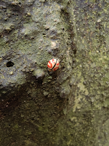 Micraspis yunnanensis