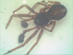 Steatoda bipunctata