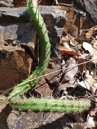 Harrisia bonplandii, photograph 6