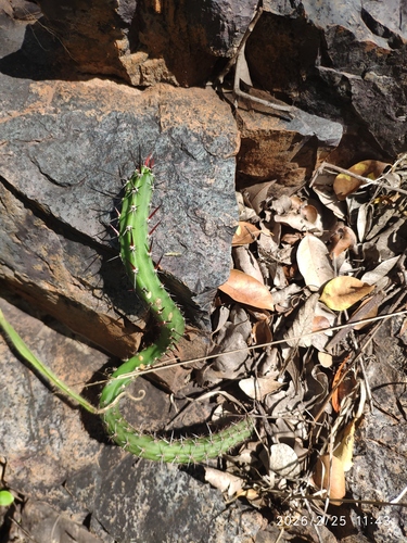 Harrisia bonplandii, photograph 5